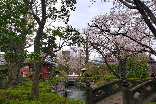 浅草の浅草寺の桜の見どころ｜影向堂の周辺