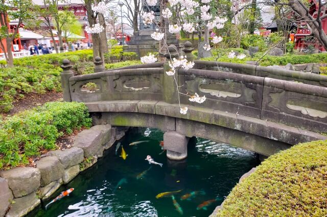 浅草の浅草寺の桜の見どころ｜影向堂の周辺