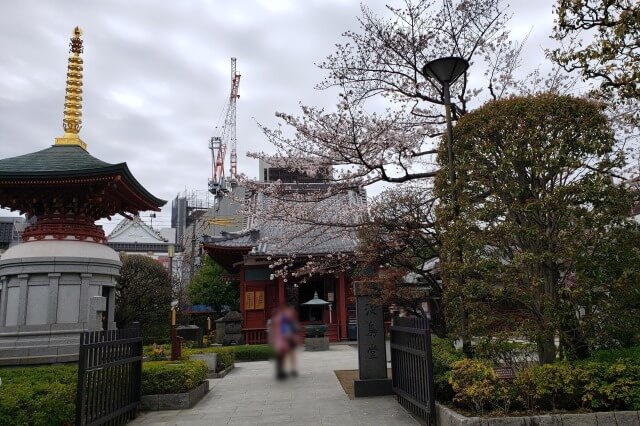 浅草の浅草寺の桜の見どころ｜淡島堂の周辺