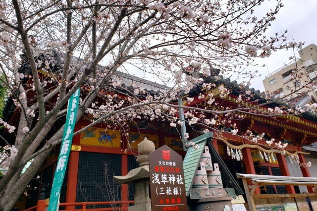 浅草の浅草寺の桜の見どころ｜浅草神社