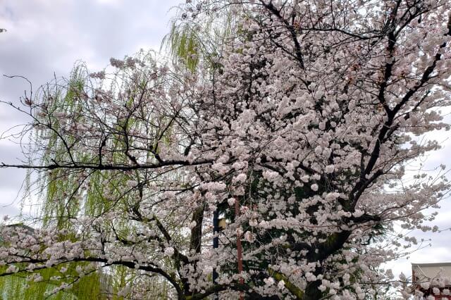 浅草の浅草寺の桜の見どころ｜浅草神社