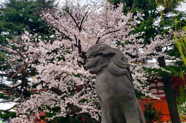 浅草の浅草寺の桜の見どころ｜浅草神社