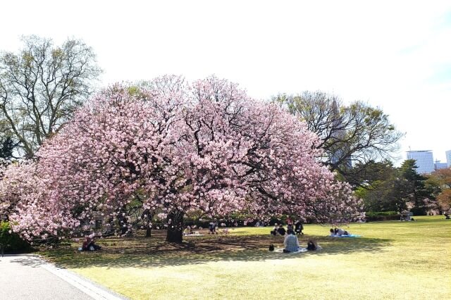 新宿御苑で綺麗な桜が見られる場所は？