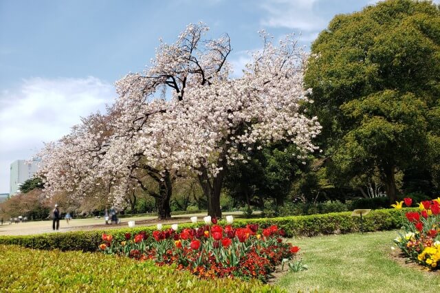 新宿御苑の桜の見どころ｜園内は桜以外にも見どころ満載