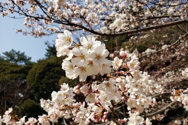 東京都庭園美術館の桜