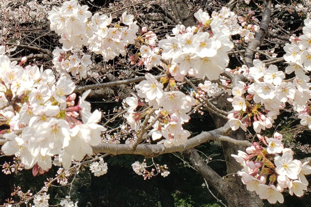 東京都庭園美術館の桜の見頃と開花状況