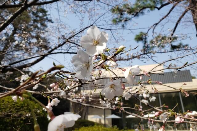 東京都庭園美術館の桜の見どころ｜新館前