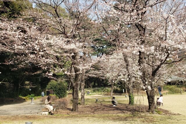 東京都庭園美術館の桜の見どころ｜西洋庭園