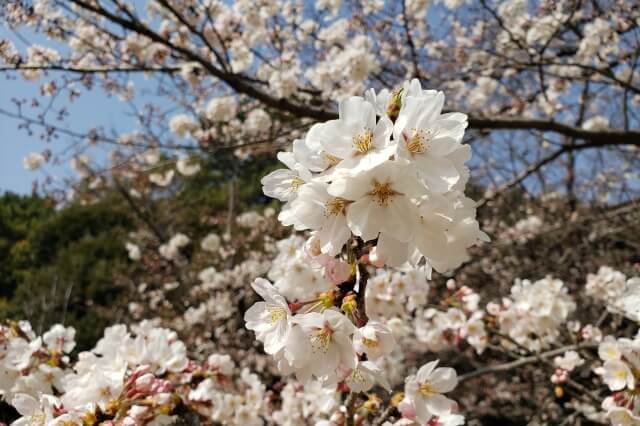 東京都庭園美術館の桜の見どころ｜西洋庭園