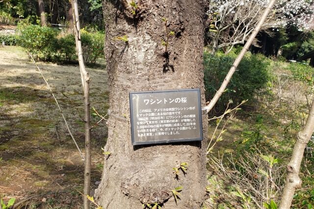 東京都庭園美術館の桜の見どころ｜西洋庭園