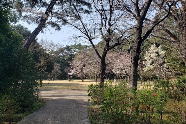 東京都庭園美術館の桜の見どころ｜西洋庭園