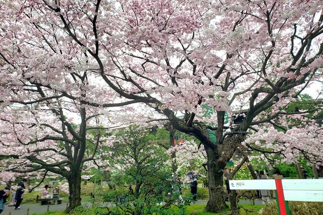 国立劇場の桜の見頃と開花状況