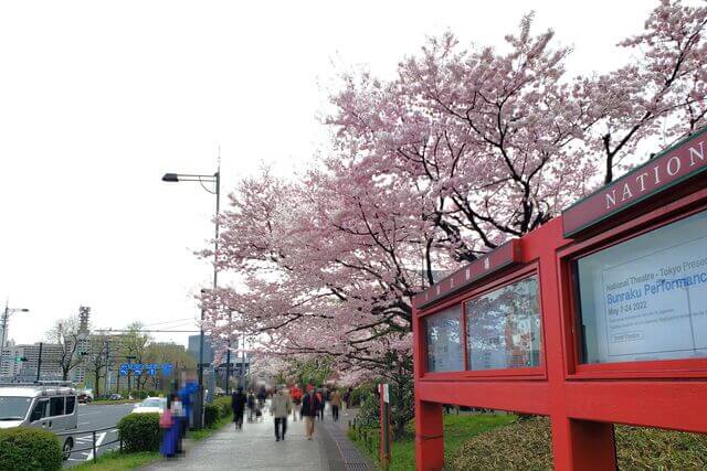 国立劇場の桜の見どころ｜国立劇場前の道路