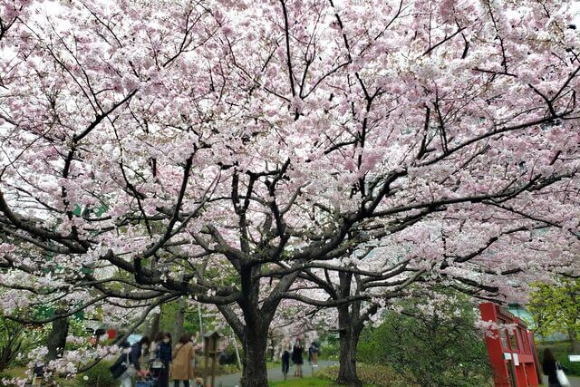 国立劇場の桜の見どころ｜国立劇場前の道路