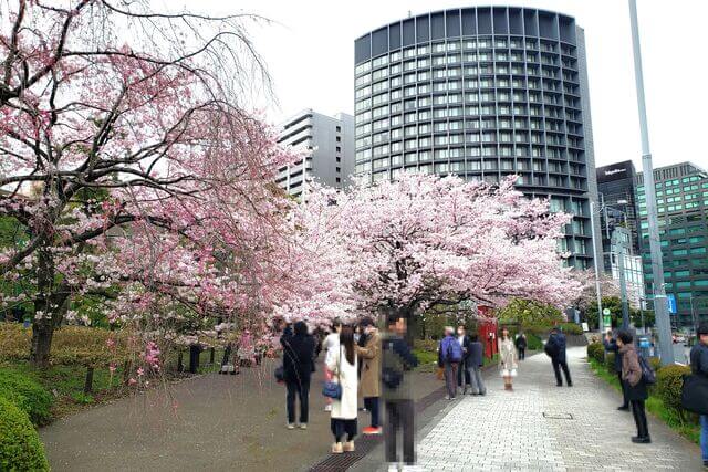 国立劇場の桜の見どころ｜国立劇場前の道路