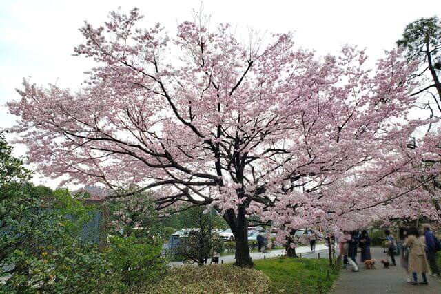 国立劇場の桜の見どころ｜国立劇場チケット売り場前