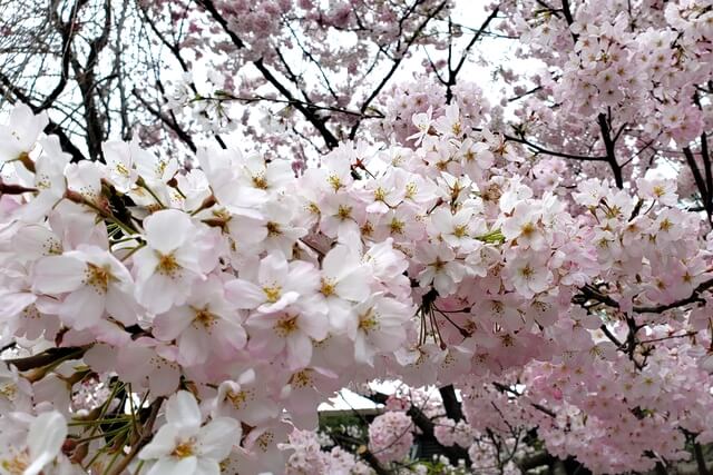 国立劇場の桜の見どころ｜国立劇場チケット売り場前