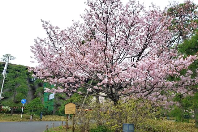 国立劇場の桜の見どころ｜国立劇場入口周辺