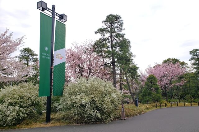 国立劇場の桜の見どころ｜国立劇場前の庭園