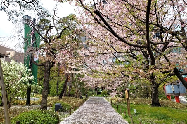 国立劇場の桜の見どころ｜桜吹雪