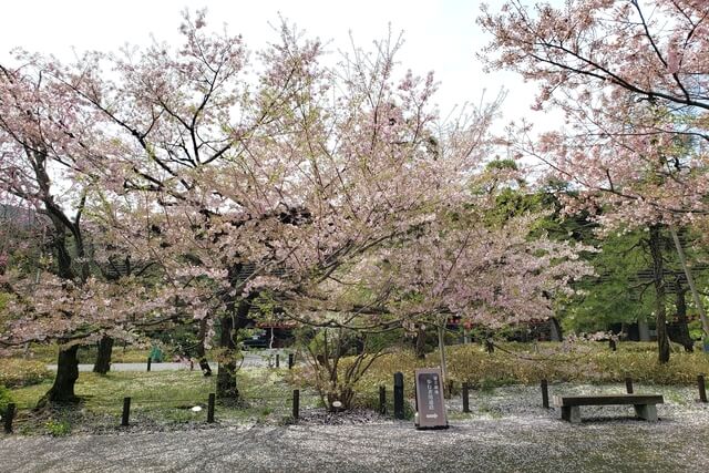 国立劇場の桜の見どころ｜桜吹雪