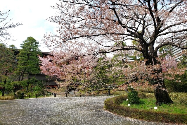 国立劇場の桜の見どころ｜桜吹雪