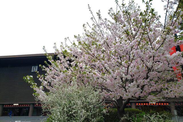 国立劇場の桜の種類｜駿河桜