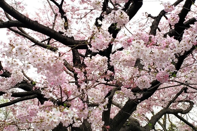 国立劇場の桜の種類｜神代曙桜