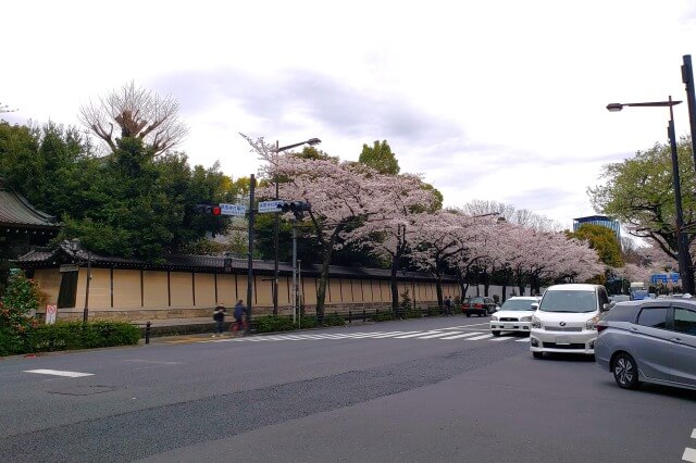 靖国神社の桜の見どころ｜靖国通り沿い