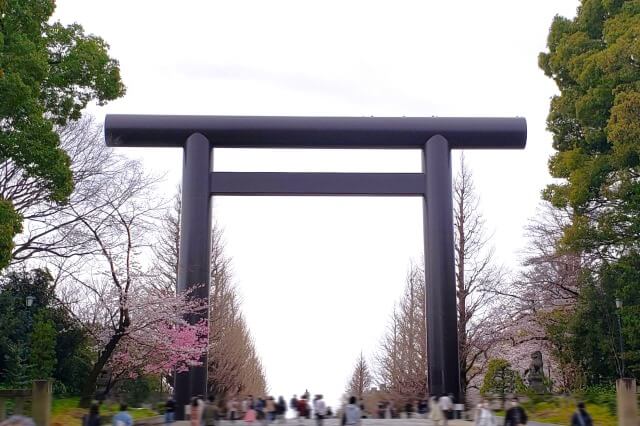 靖国神社の桜の見どころ｜第一鳥居（大鳥居）