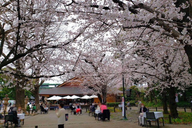 靖国神社の桜の見どころ｜外苑休憩所周辺