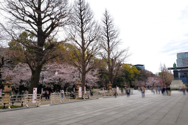 靖国神社の桜の見どころ｜外苑休憩所周辺