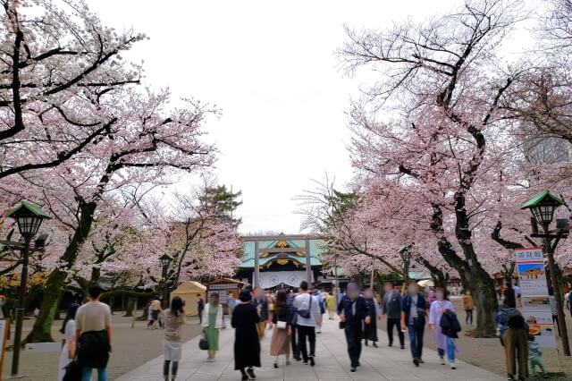 靖国神社の桜の見どころ｜中門鳥居前の広場