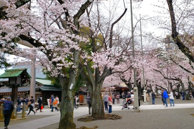 靖国神社の桜の見どころ｜中門鳥居前の広場