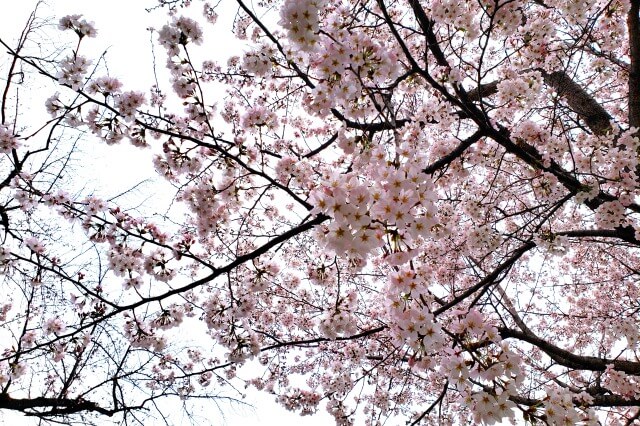 靖国神社の桜の見どころ｜中門鳥居前の広場