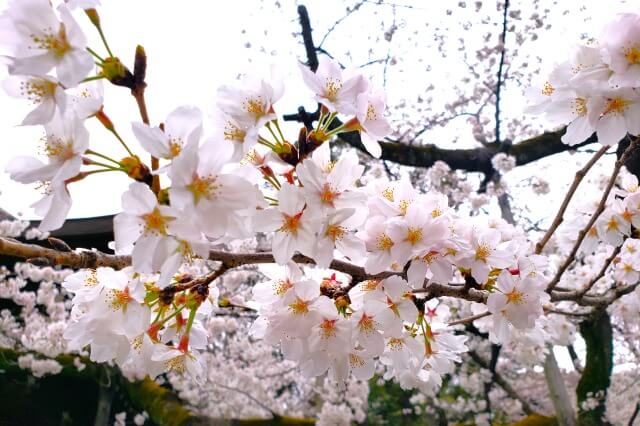 靖国神社の桜の見どころ｜標本木（開花を宣言する桜の木）