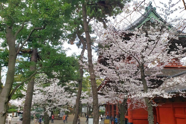 増上寺の桜の見どころ｜三解脱門（三門）