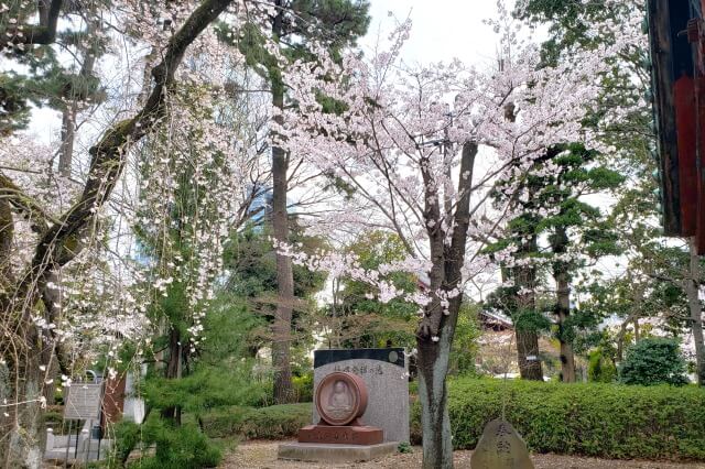 増上寺の桜の見どころ｜水盤舎