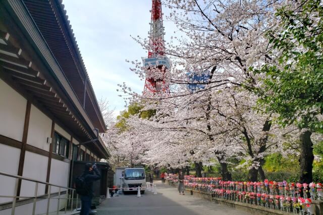 増上寺の桜の見どころ｜徳川将軍家墓所