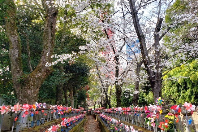 増上寺の桜の見どころ｜徳川将軍家墓所