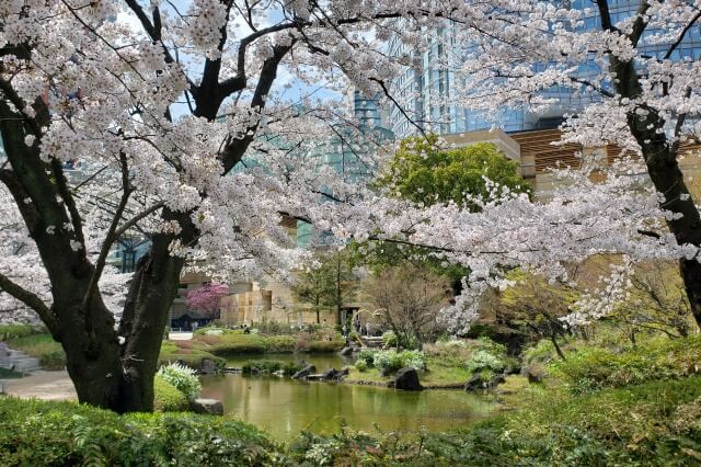 六本木ヒルズの桜(花見)