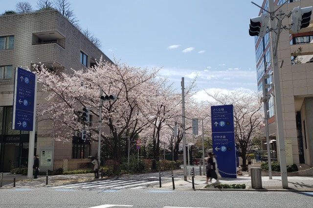 六本木ヒルズの桜の見どころ｜桜坂