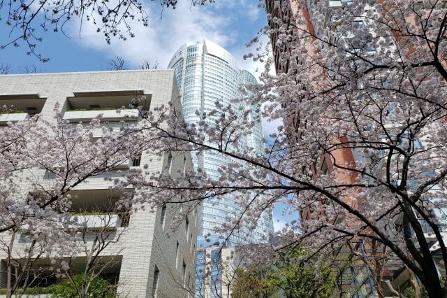 六本木ヒルズの桜の見どころ｜桜坂