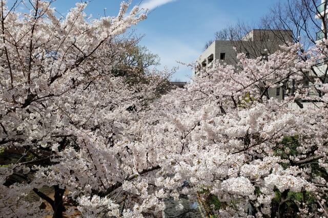 六本木ヒルズの桜の見どころ｜桜坂