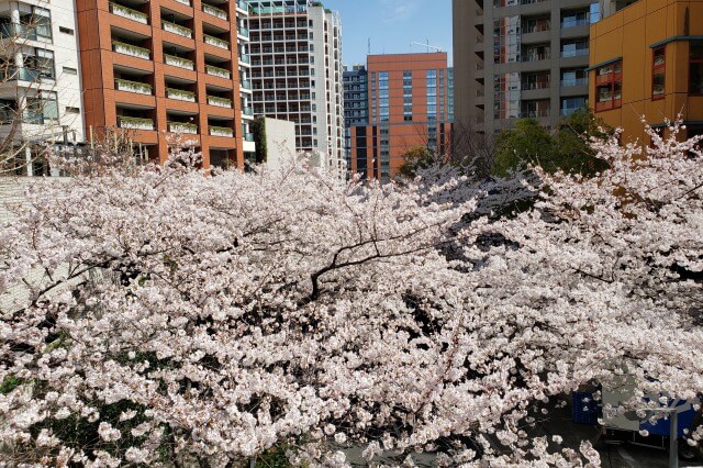 六本木ヒルズの桜の見どころ｜桜坂