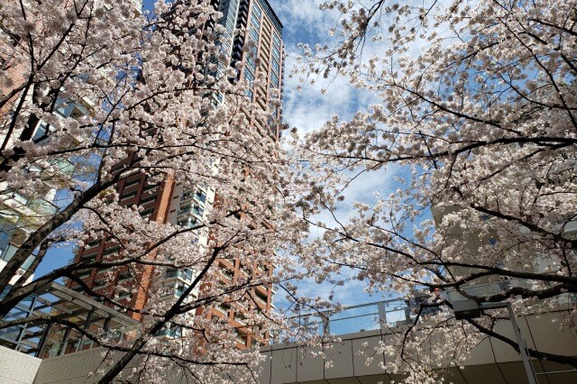 六本木ヒルズの桜の見どころ｜桜坂