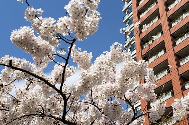 六本木ヒルズの桜の見どころ｜桜坂