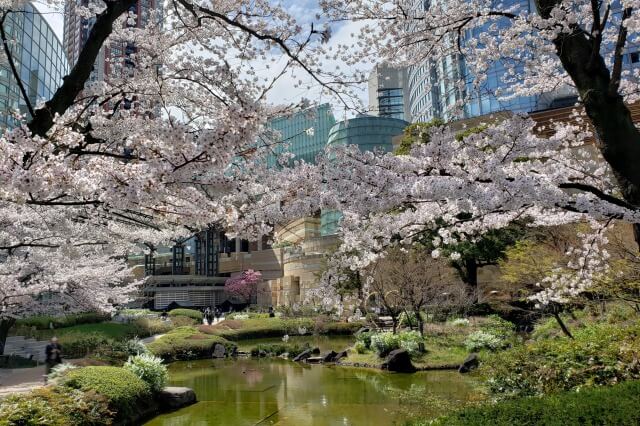 六本木ヒルズの桜の見どころ｜毛利庭園