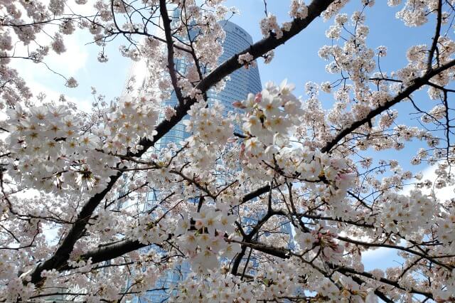 六本木ヒルズの桜の見どころ｜毛利庭園