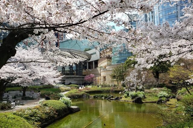 六本木ヒルズの桜の見どころ｜毛利庭園